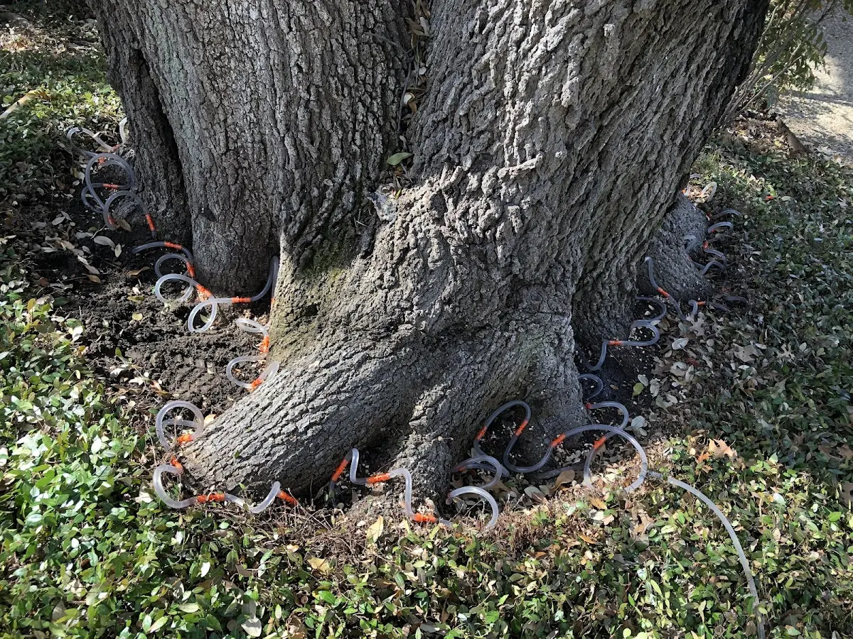 Detailed Tree Cabling and Bracing job site in Carlsbad